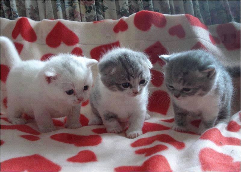 Three Kittens on Blanket — White, Calm