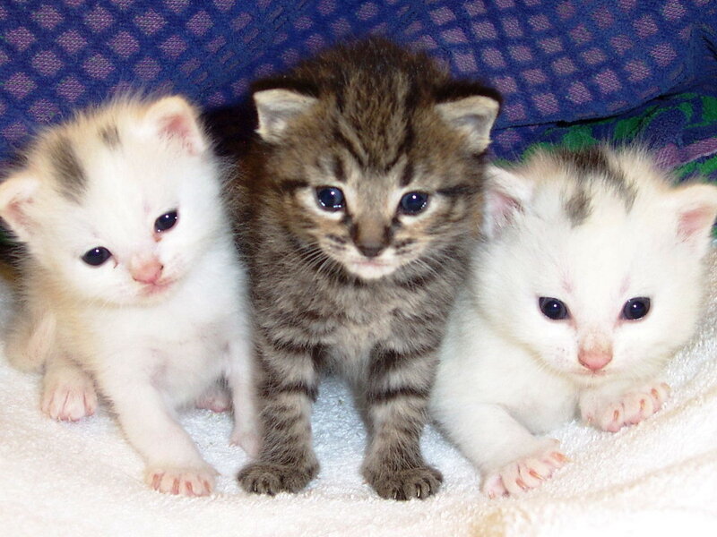 Three Kittens on Blanket — White