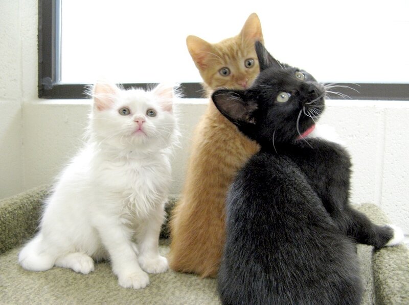 Three Kittens on Carpet