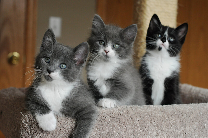 Three Kittens on Cat Tree