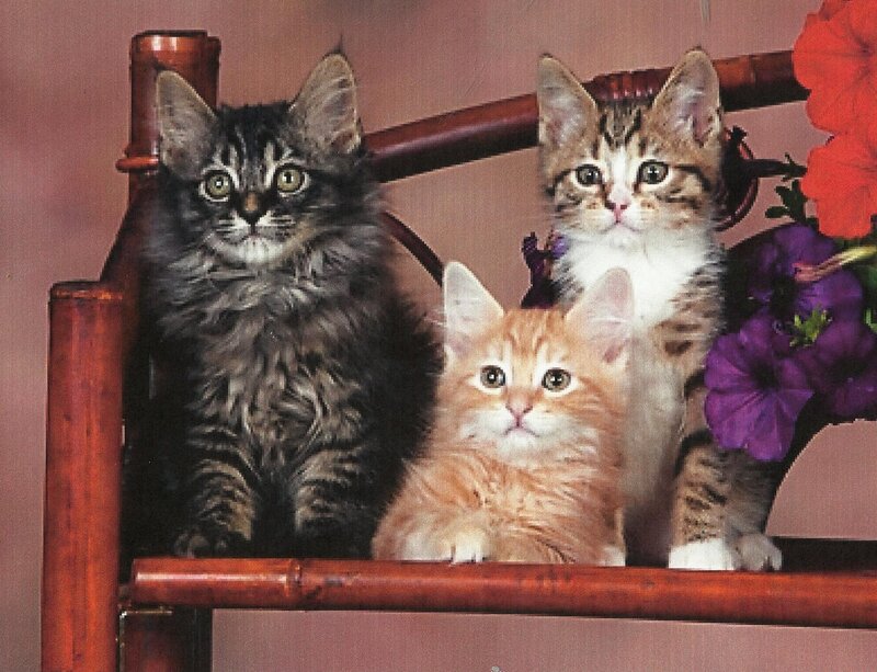 Three Kittens on Chair