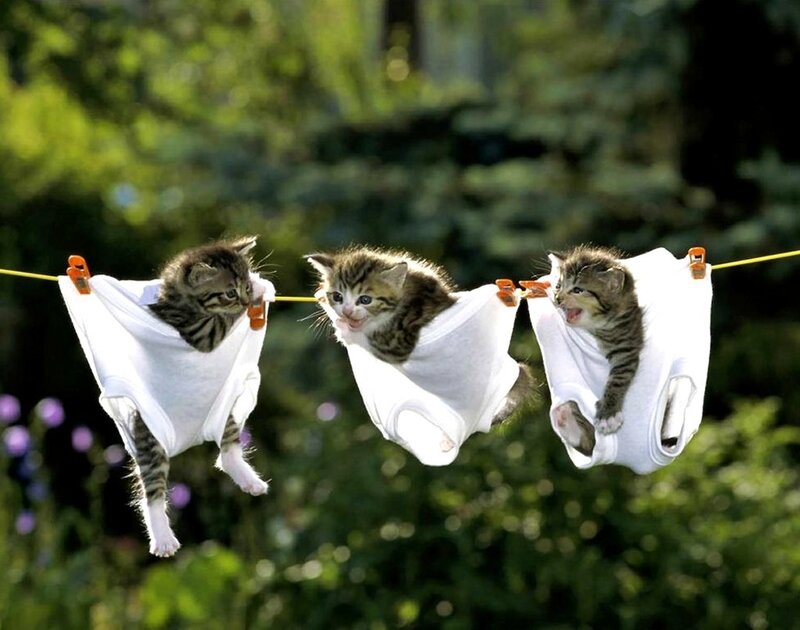 Three Kittens on Clothesline
