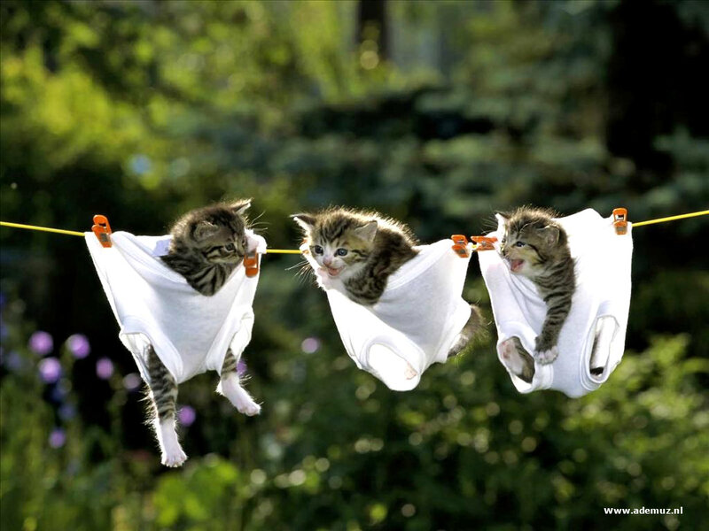 Three Kittens on Clothesline — White, Playful, Afternoon