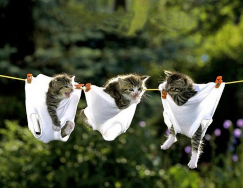 Three Kittens on Clothesline — White, Playful