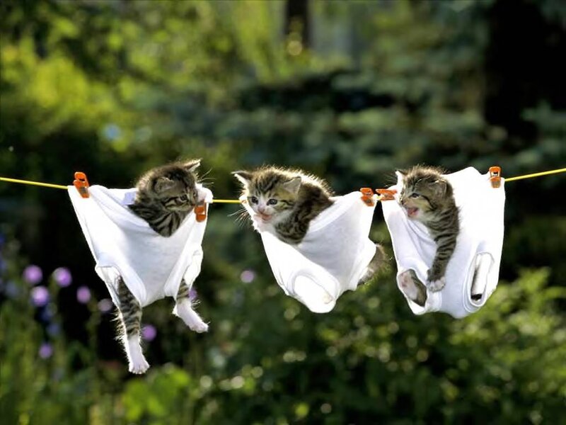 Three Kittens on Clothesline — White
