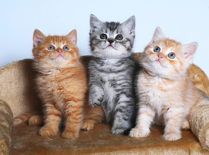 Three Kittens on Cushion