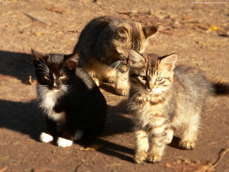 Three Kittens on Dirt