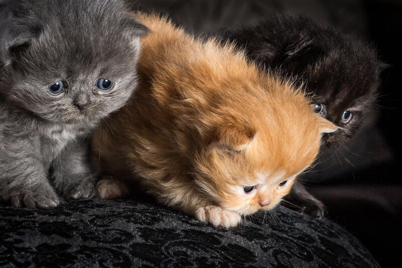 Three Kittens on Fabric