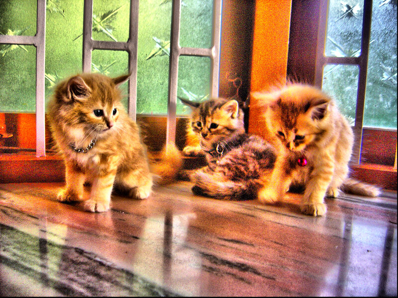 Three Kittens on Floor — Brown