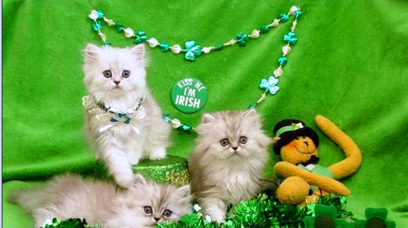 Three Kittens on Green