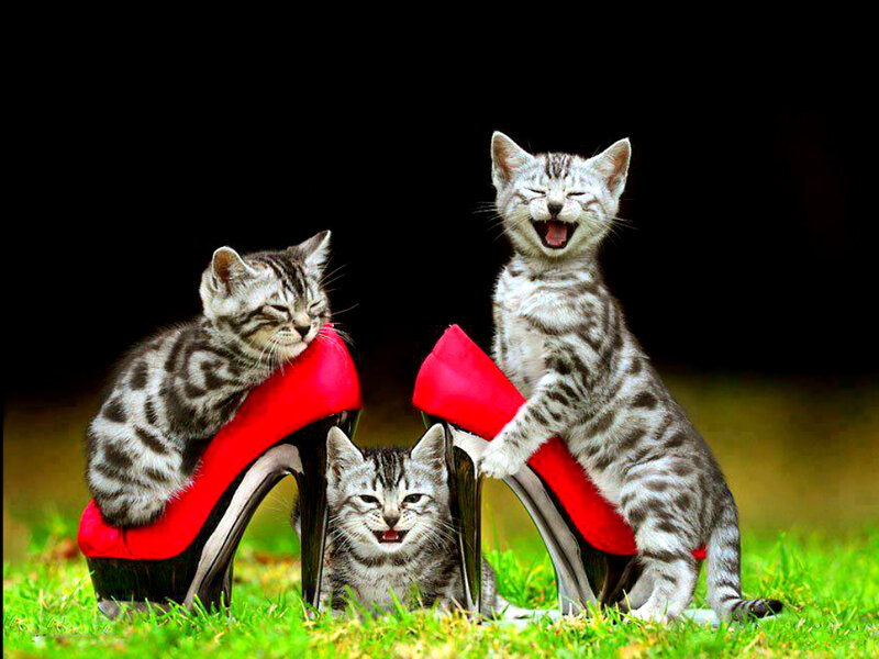 Three Kittens on High Heels