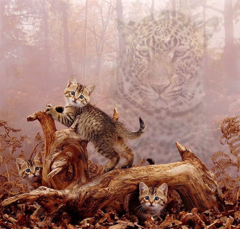Three Kittens on Log