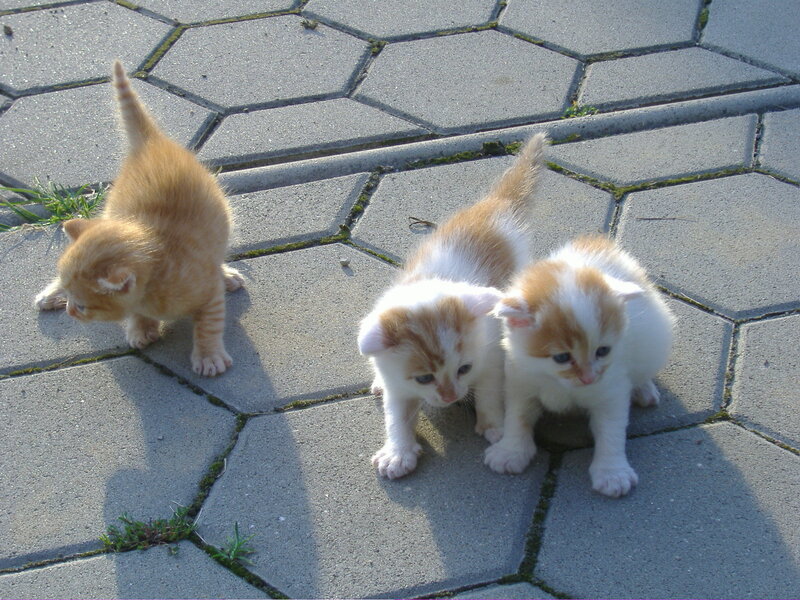 Three Kittens on Pavement