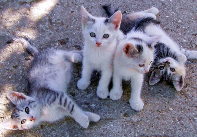 Three Kittens on Pavement — White