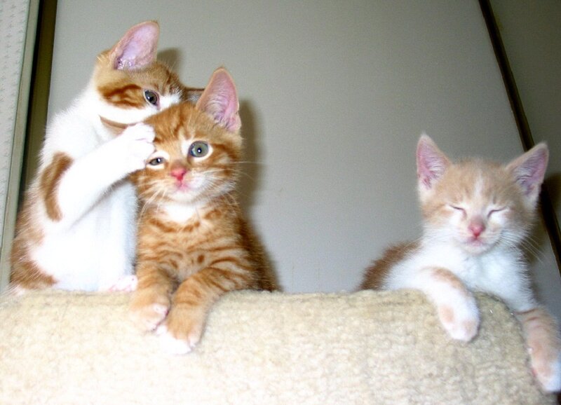 Three Kittens on Perch