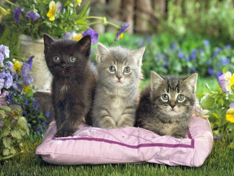 Three Kittens on Pillow — Green, Calm, Spring, Photograph