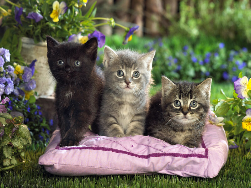 Three Kittens on Pillow — Green, Calm, Spring