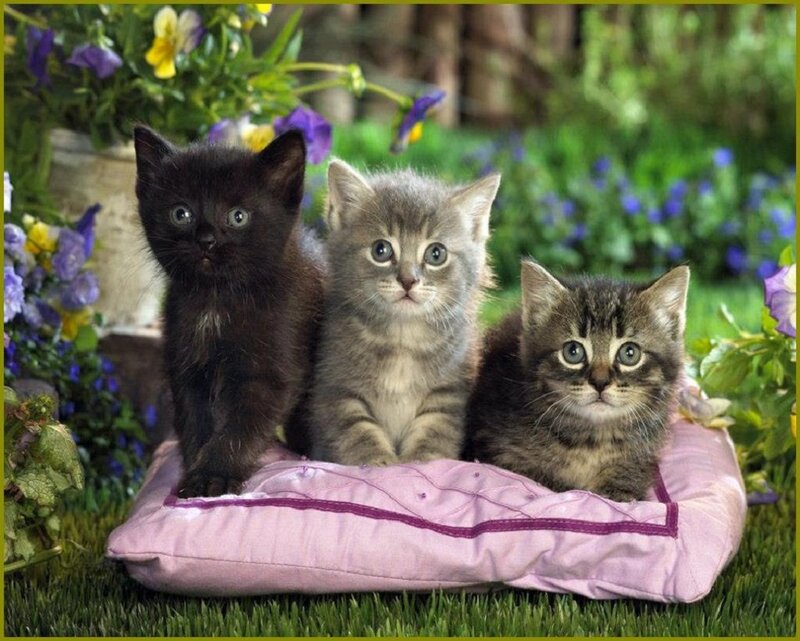 Three Kittens on Pillow — Green, Calm