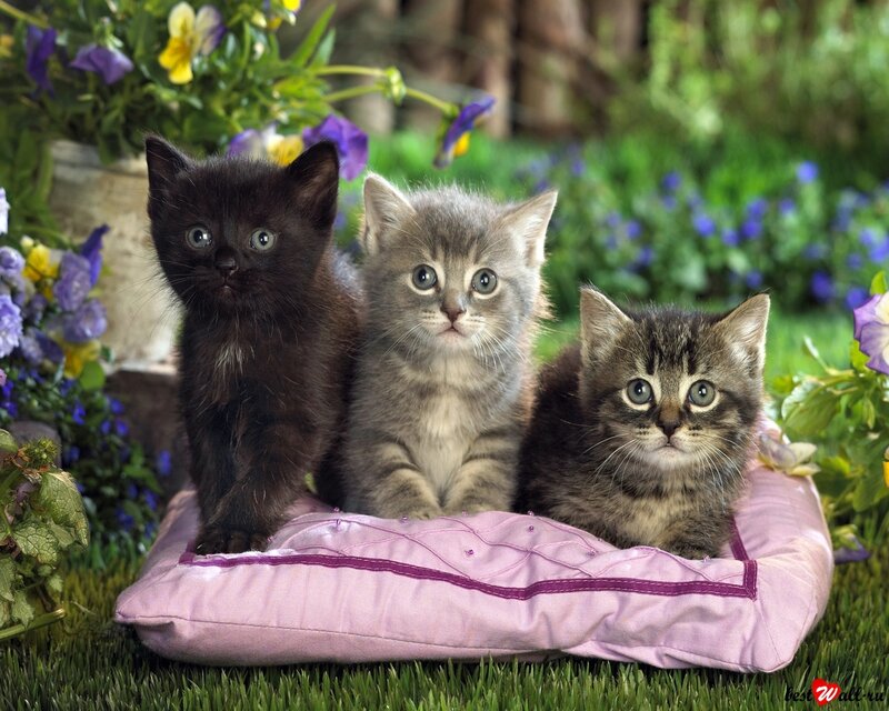 Three Kittens on Pillow — Green