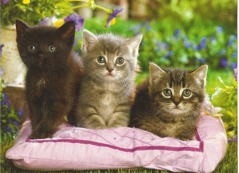 Three Kittens on Pillow — Pink