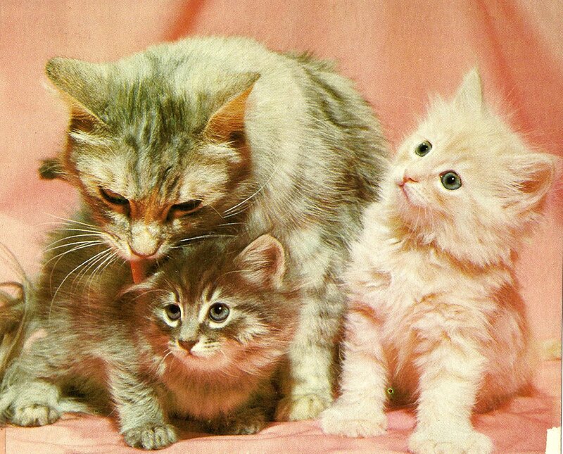 Three Kittens on Pink