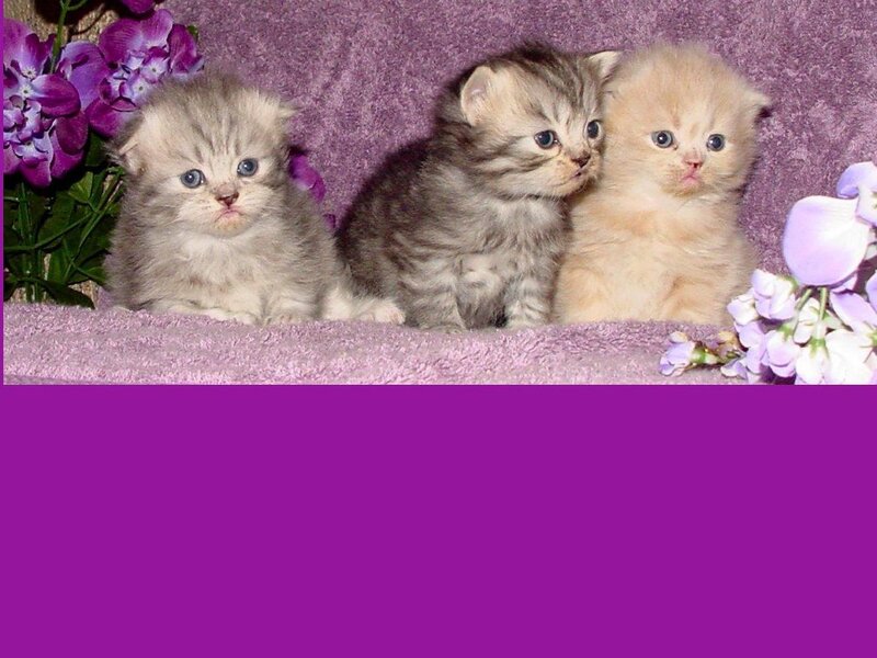 three kittens on purple blanket