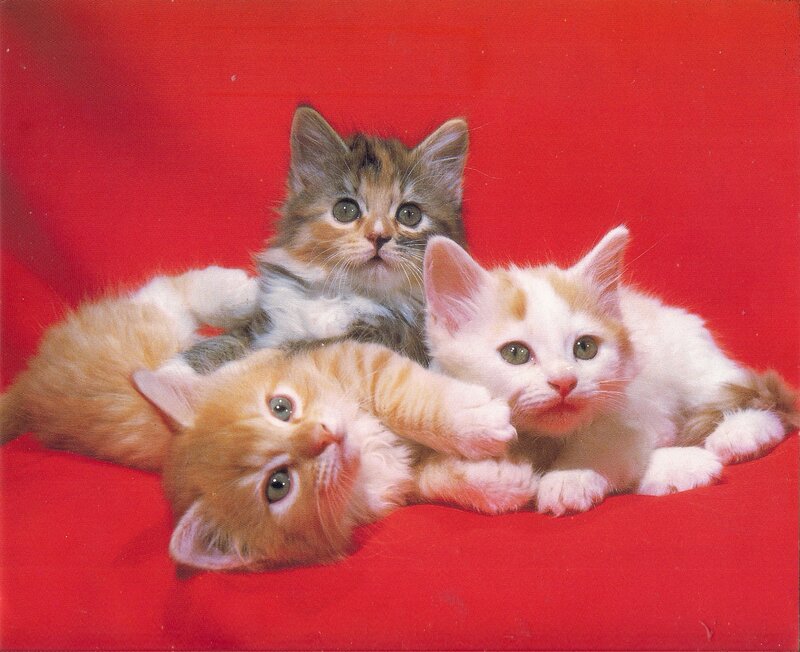 Three Kittens on Red