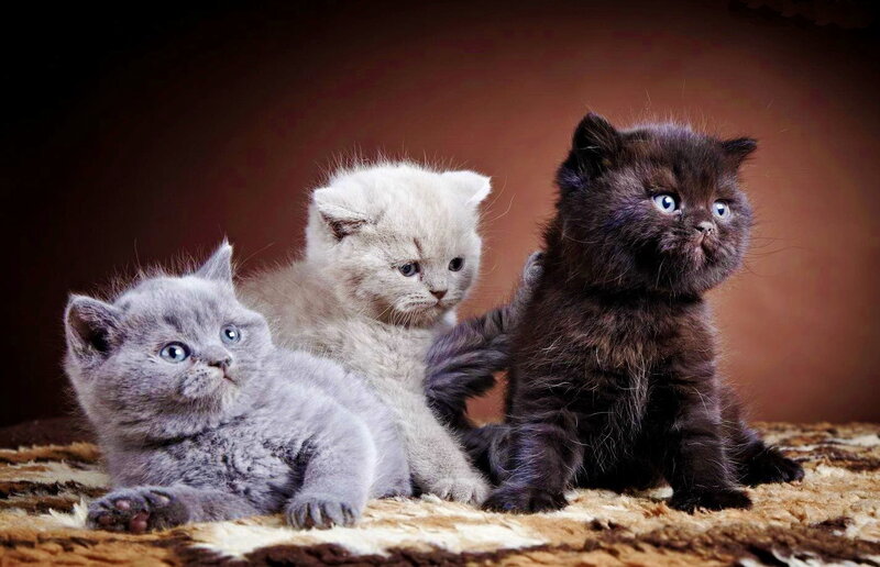 Three Kittens on Rug