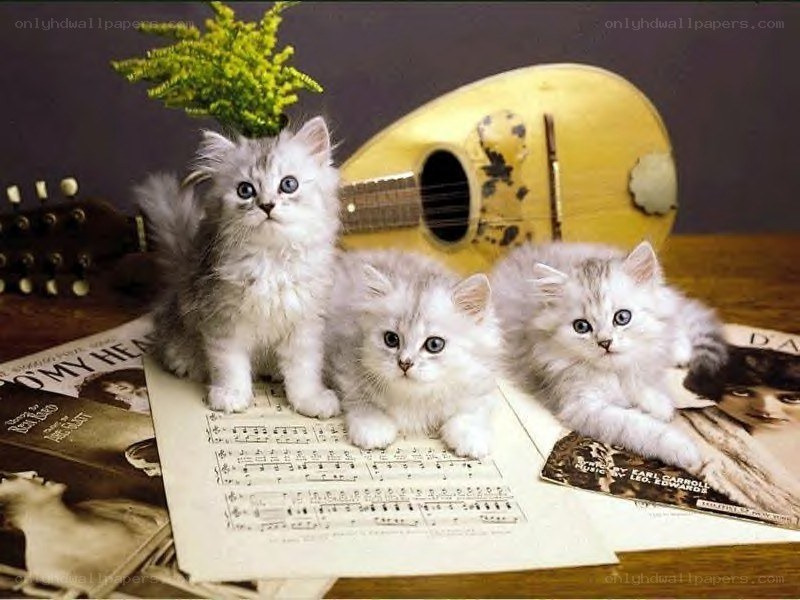 Three kittens on sheet music