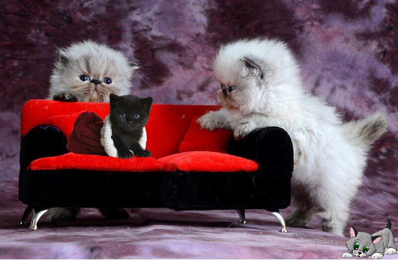 Three Kittens on Sofa