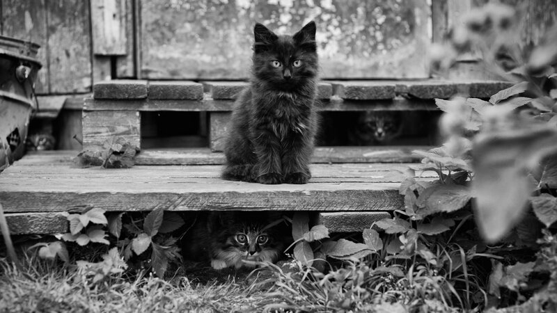 Three Kittens on Steps — Black