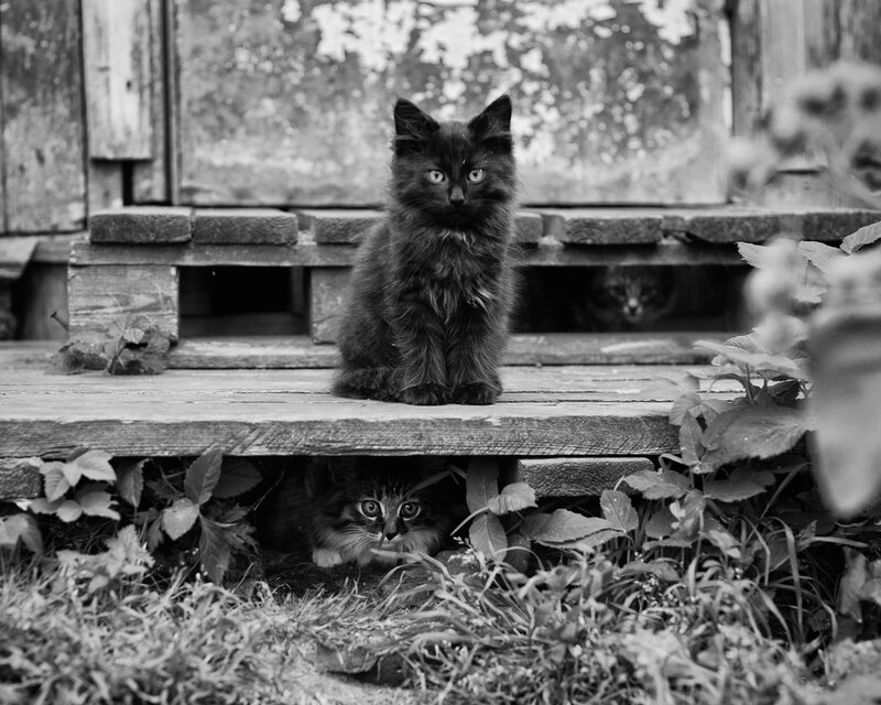 Three Kittens on Steps