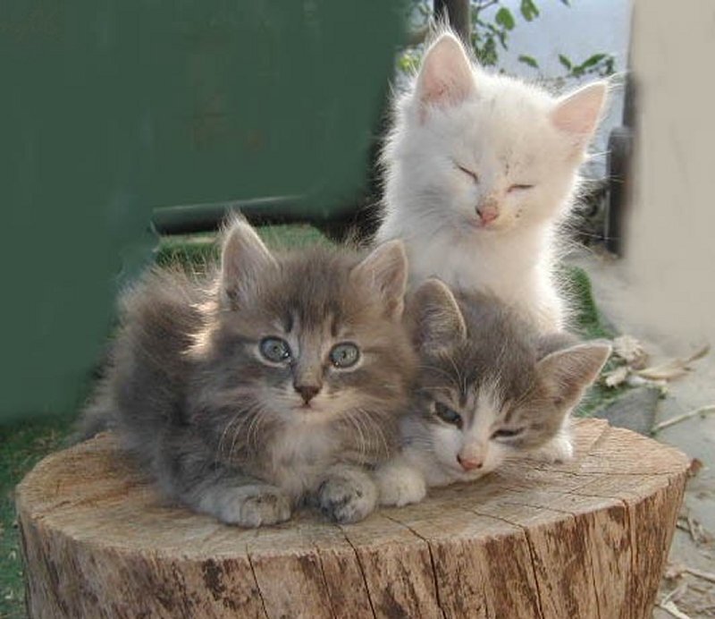 Three Kittens on Stump — Gray