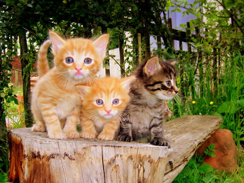 Three Kittens on Stump — Orange