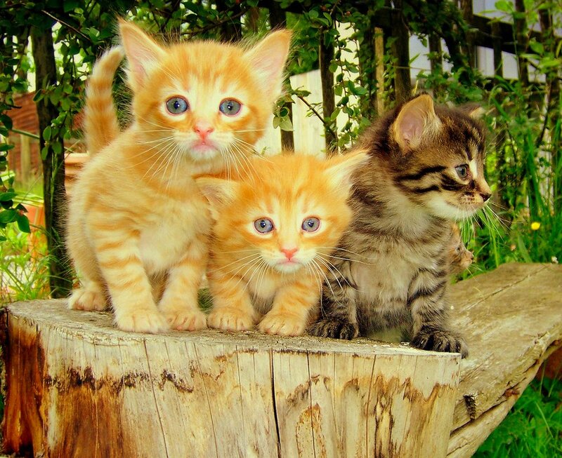 Three Kittens on Stump