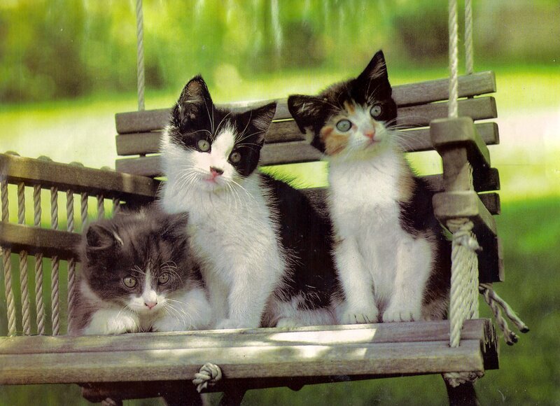 Three Kittens on Swing