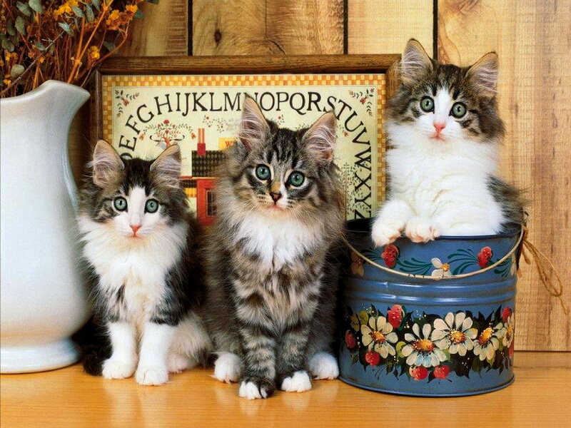 Three Kittens on Table — Brown