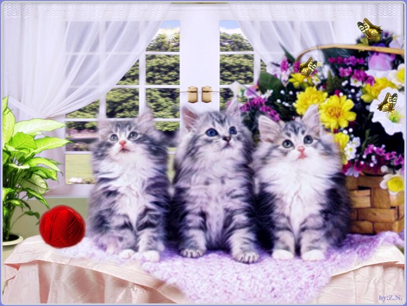 Three Kittens on Table — Gray