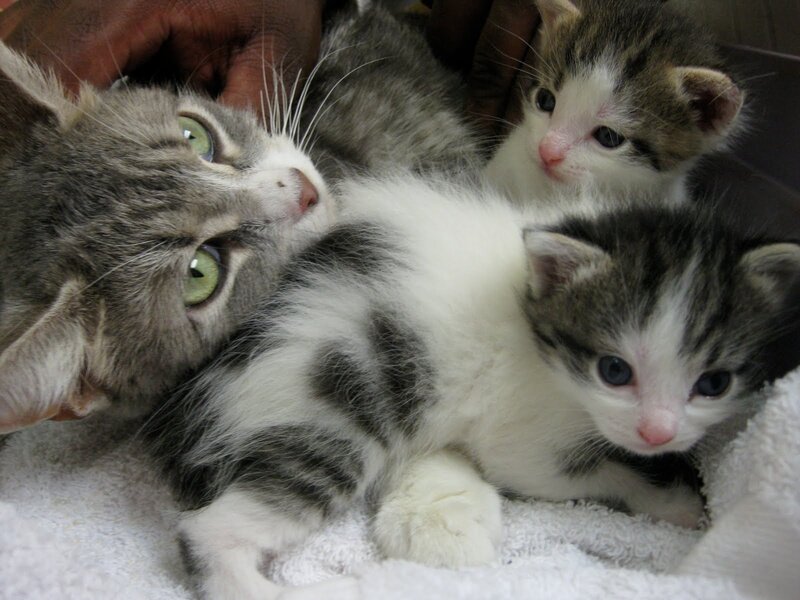 Three Kittens on Towel