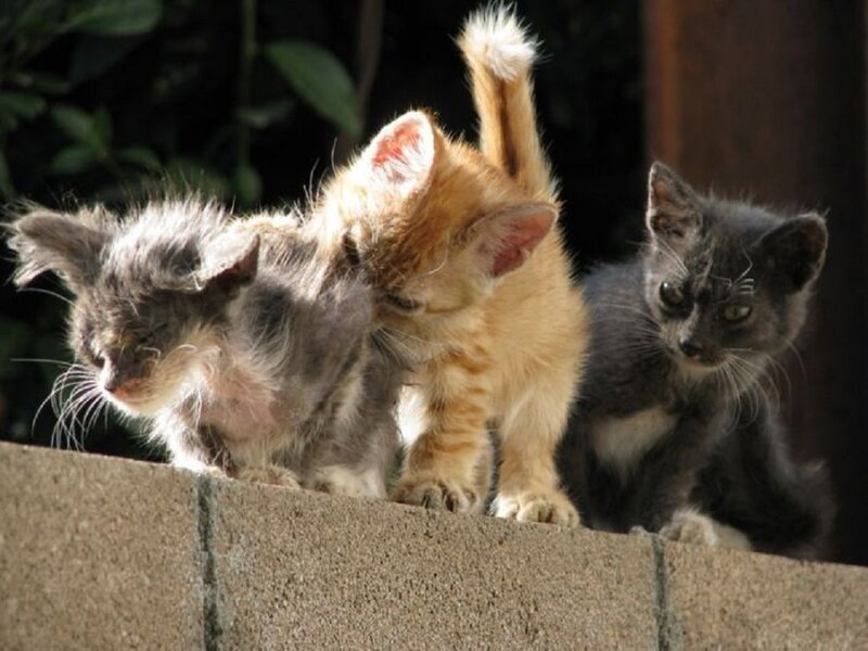 Three Kittens on Wall
