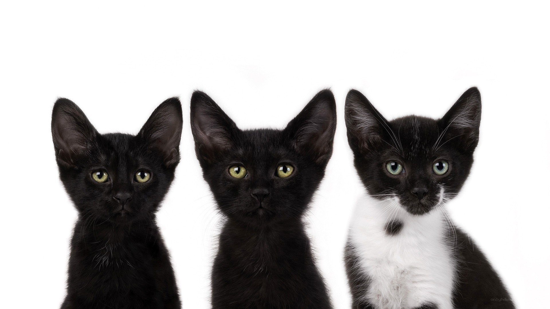 three kittens on white background