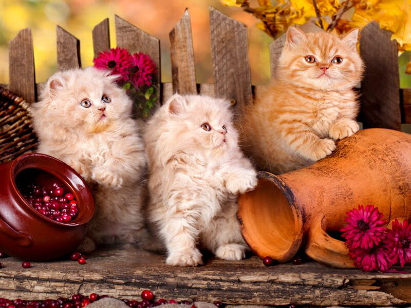 Three Kittens on Wood — Brown