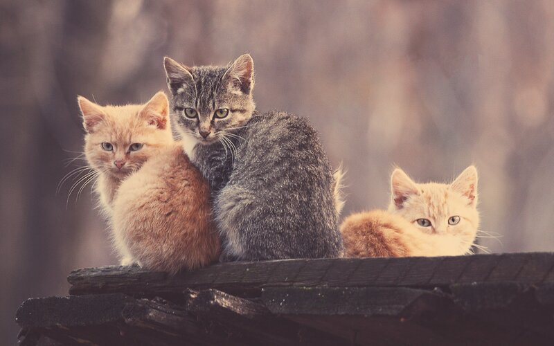 Three Kittens on Wood — Gray, Calm, Photograph, Orange