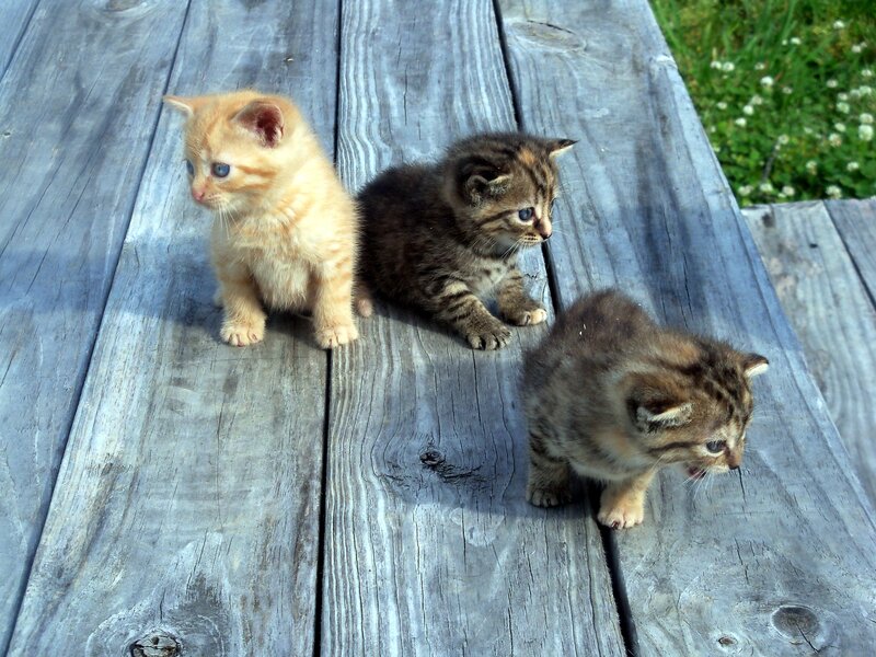 Three Kittens on Wood — Gray, Calm