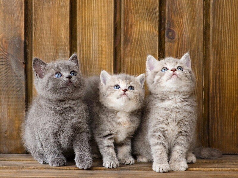 Three Kittens on Wood — Gray, Innocent