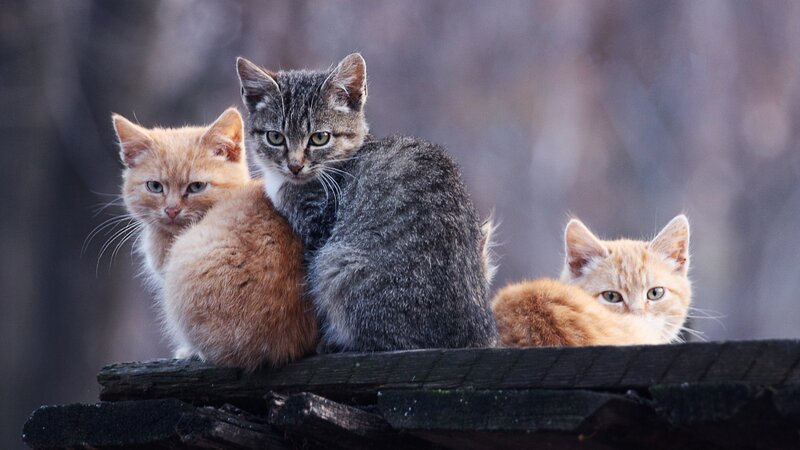 Three Kittens on Wood — Gray