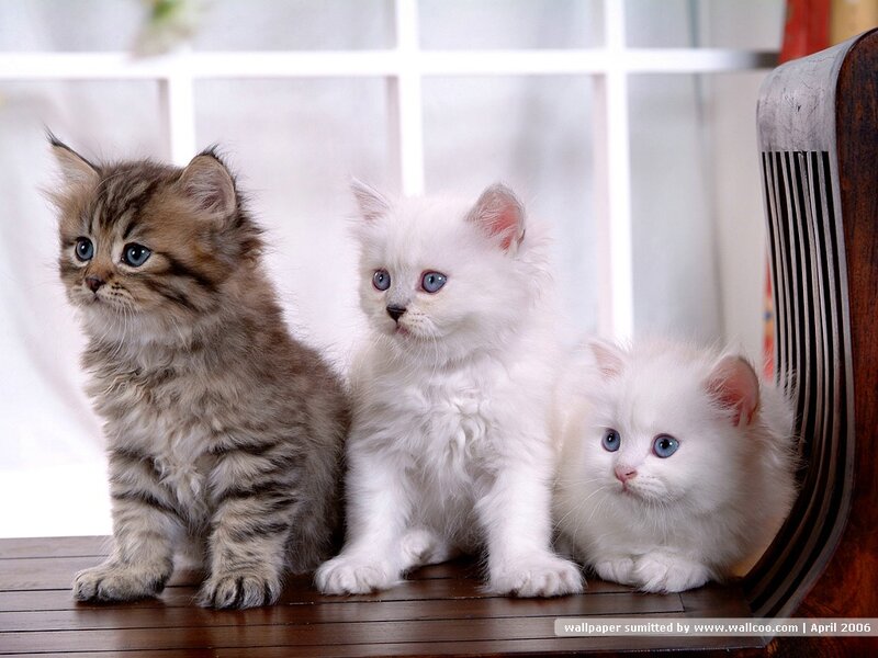 Three Kittens on Wood — White
