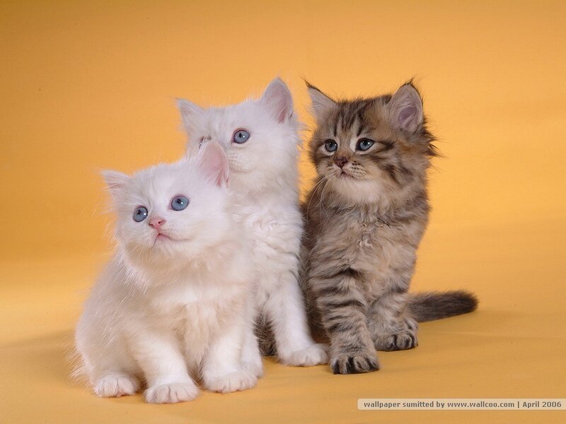 three kittens on yellow
