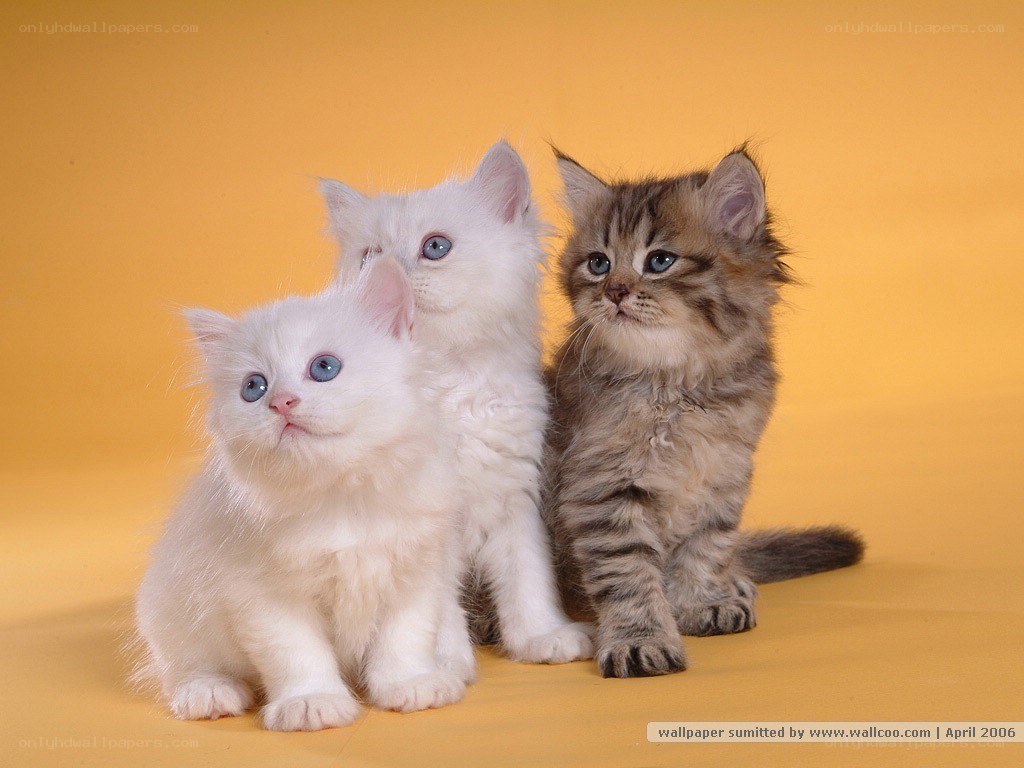 three kittens on yellow