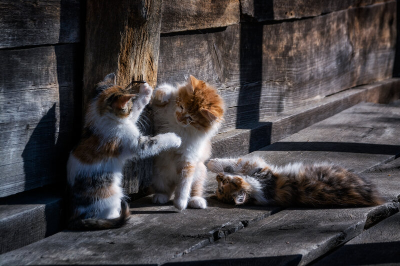 Three Kittens Playing — Brown, Playful, Afternoon